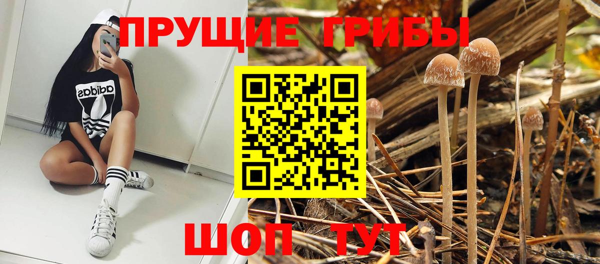 Елабуга  Псилоцибиновые грибы Psilocybe  Галлюциногенные грибы прущие грибы  закладки  Вход с VPN 